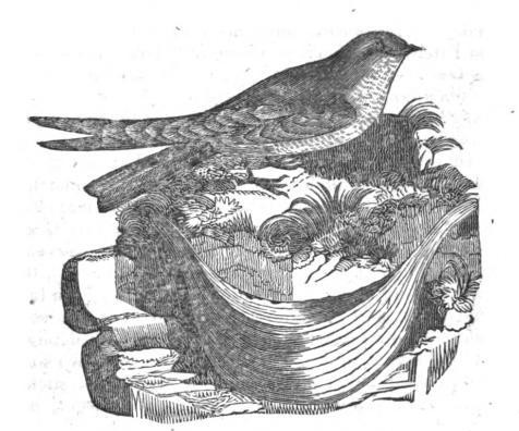 爪哇金丝燕