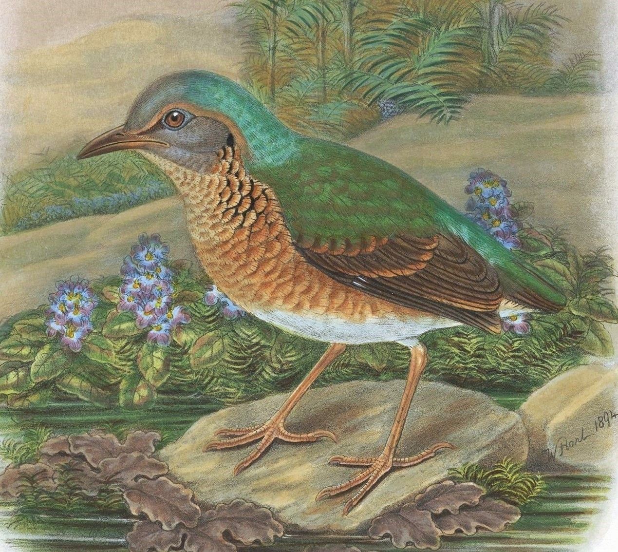 蓝背八色鸫