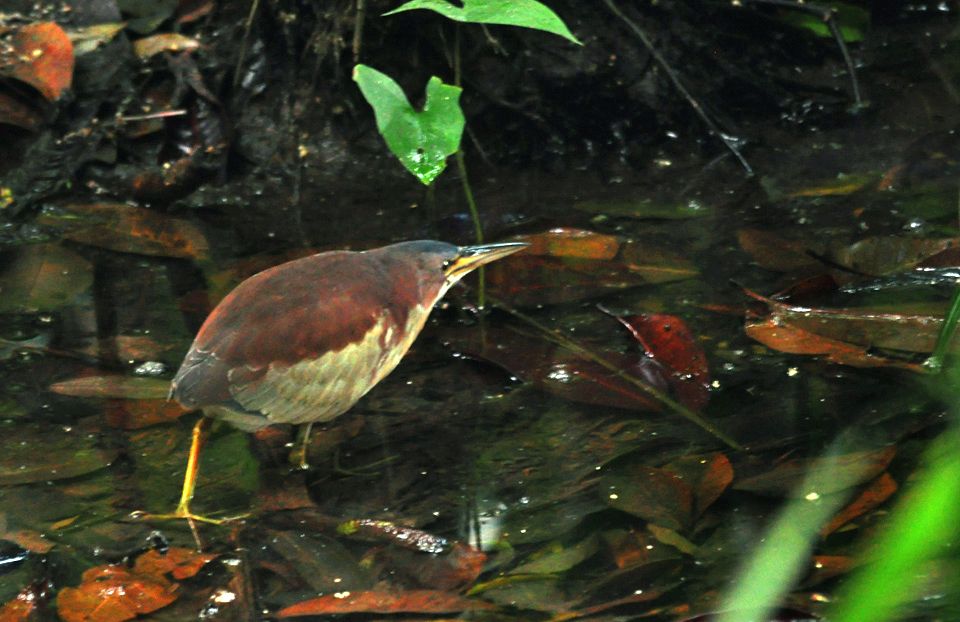 紫背苇鳽