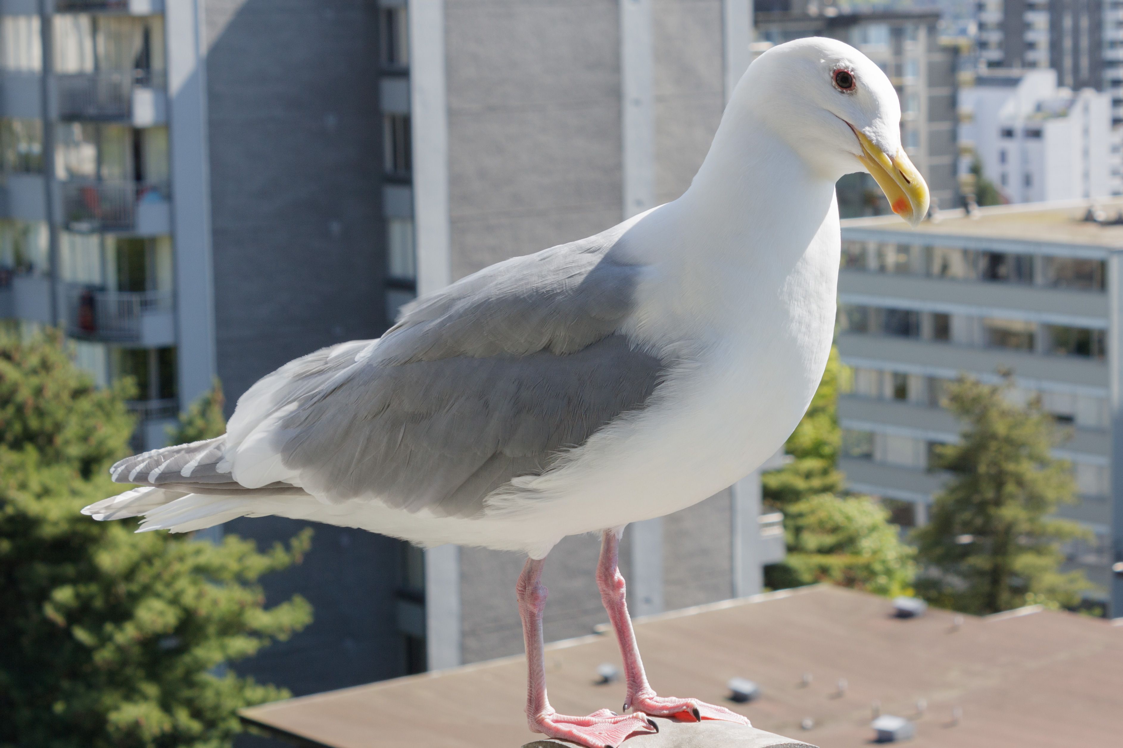 灰翅鸥