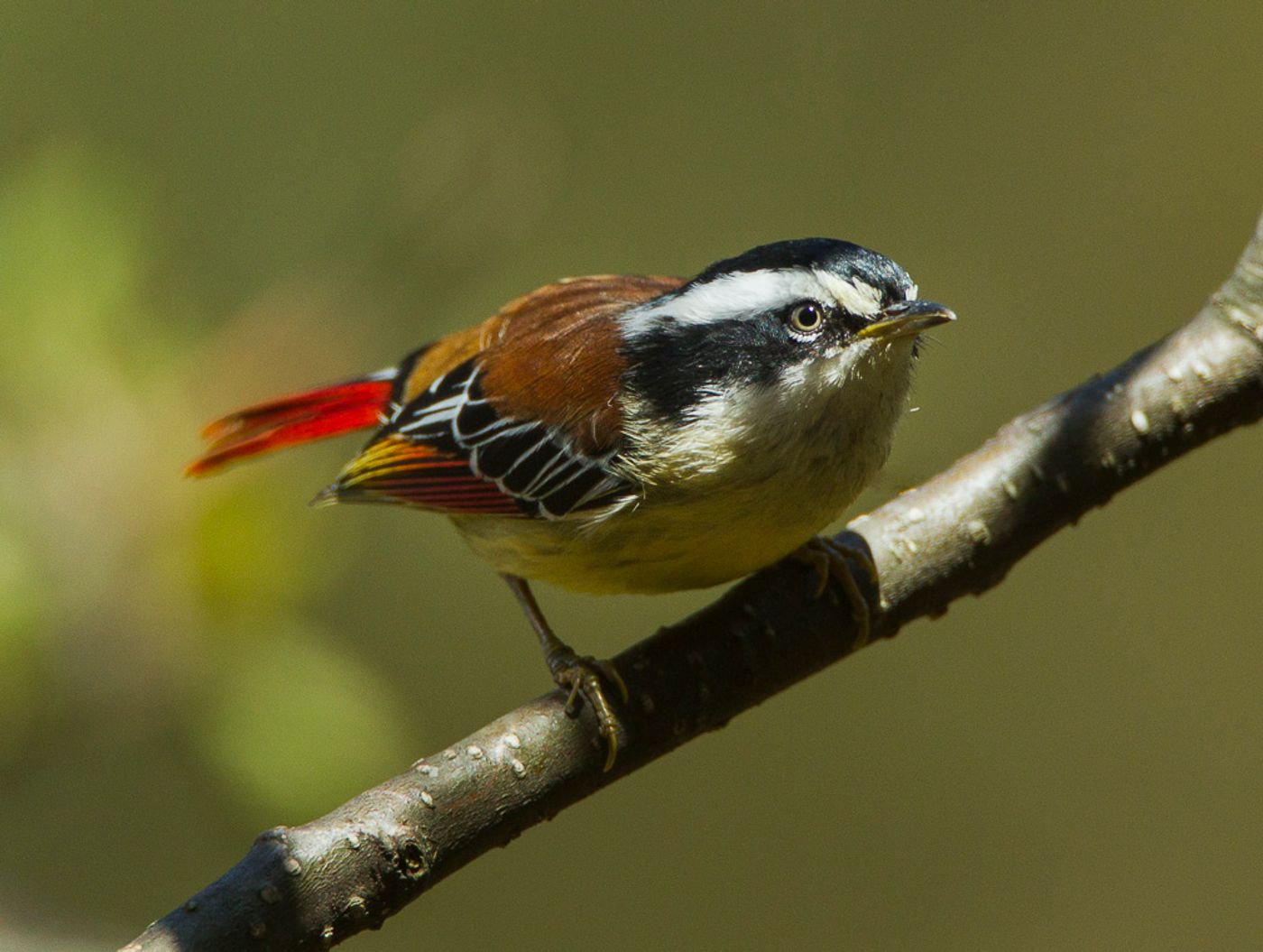 火尾希鹛