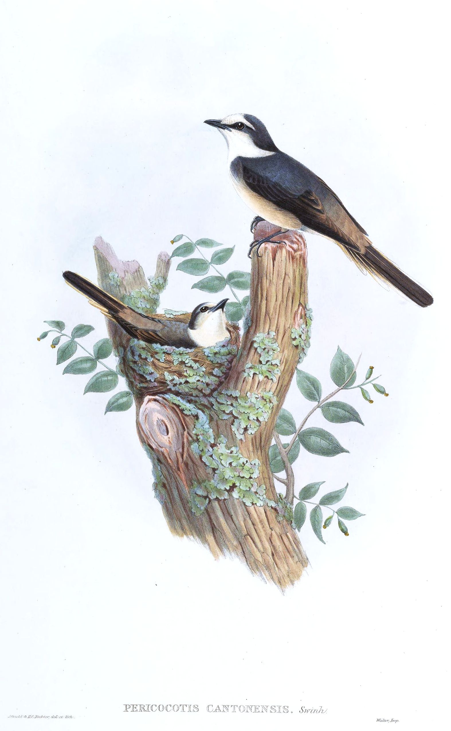 小灰山椒鸟