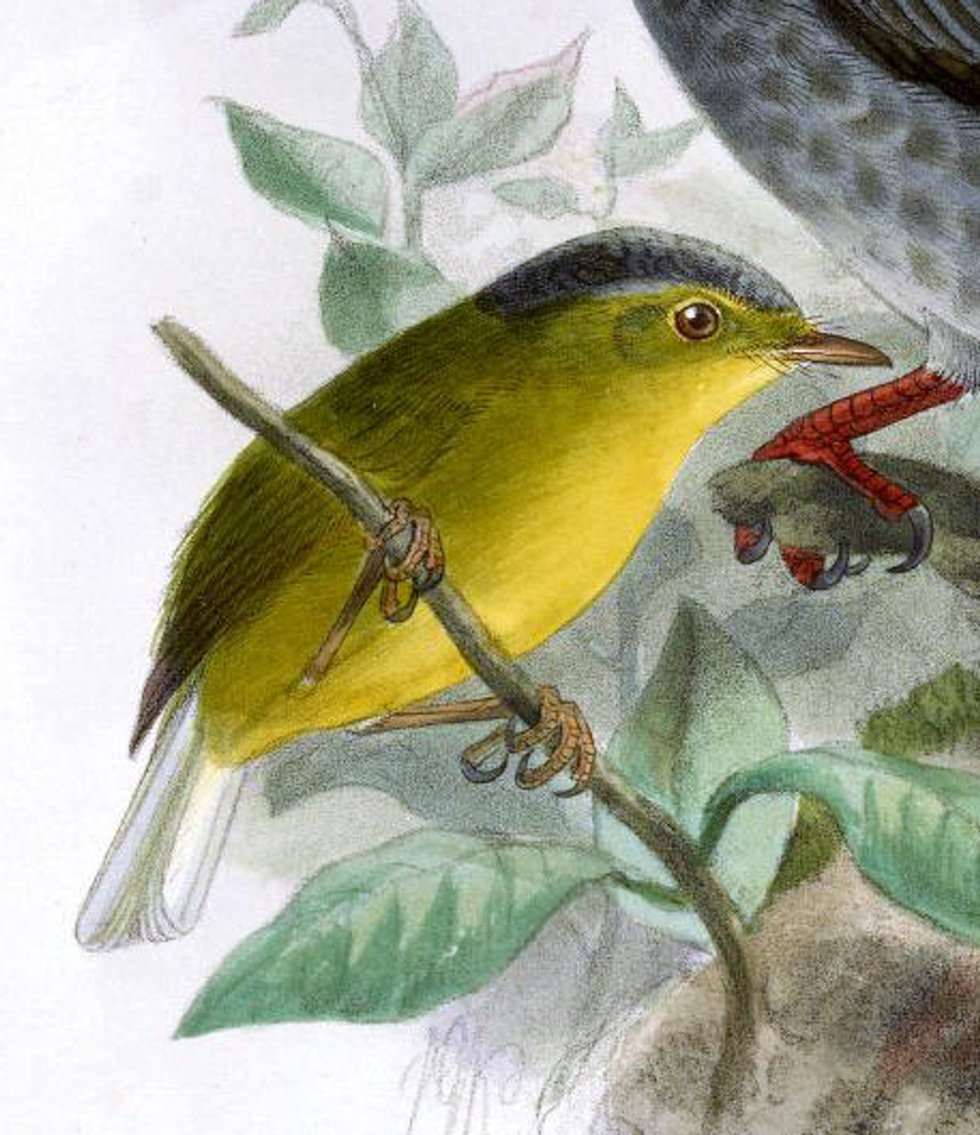 灰冠鹟莺