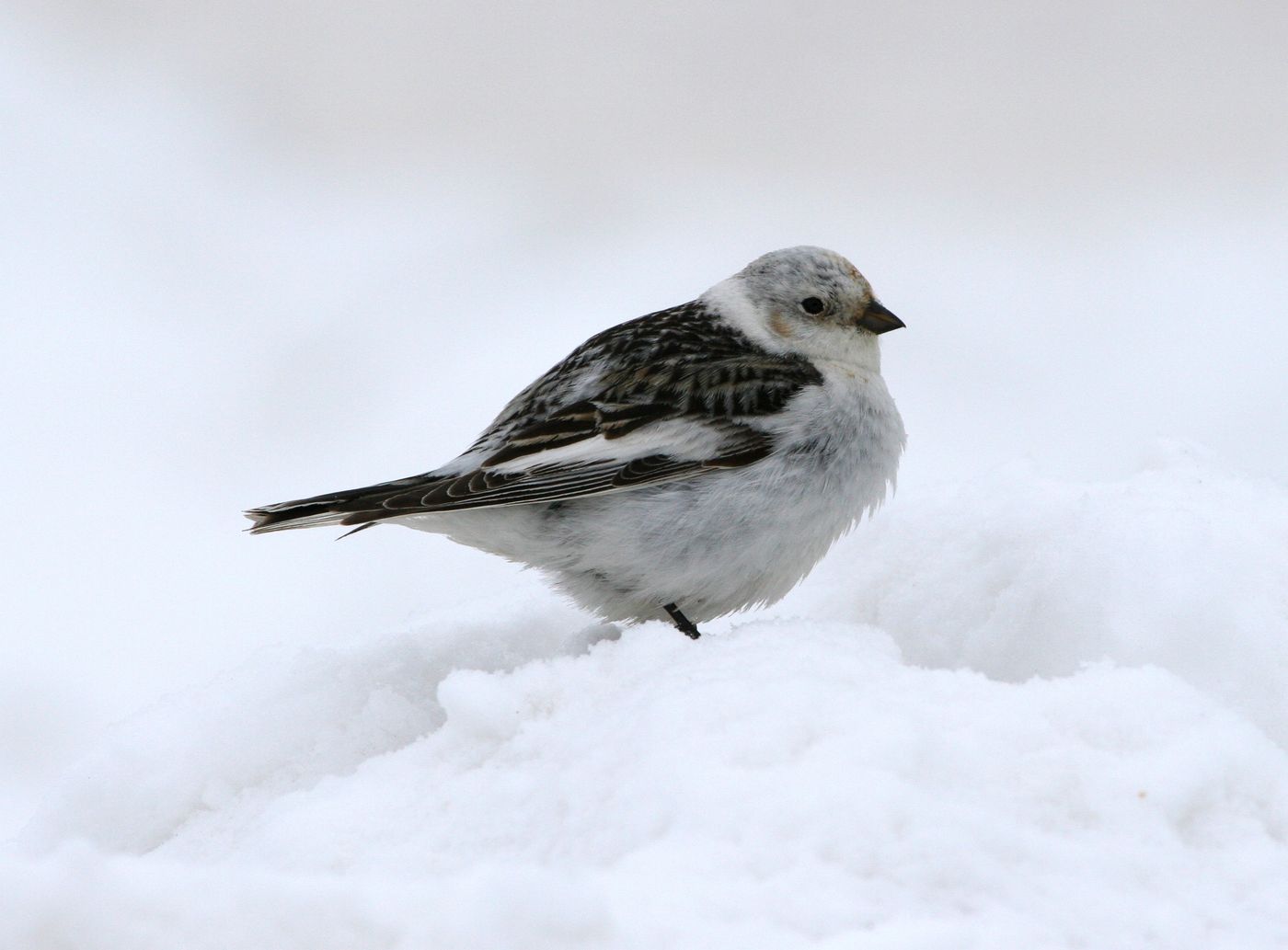 雪鹀