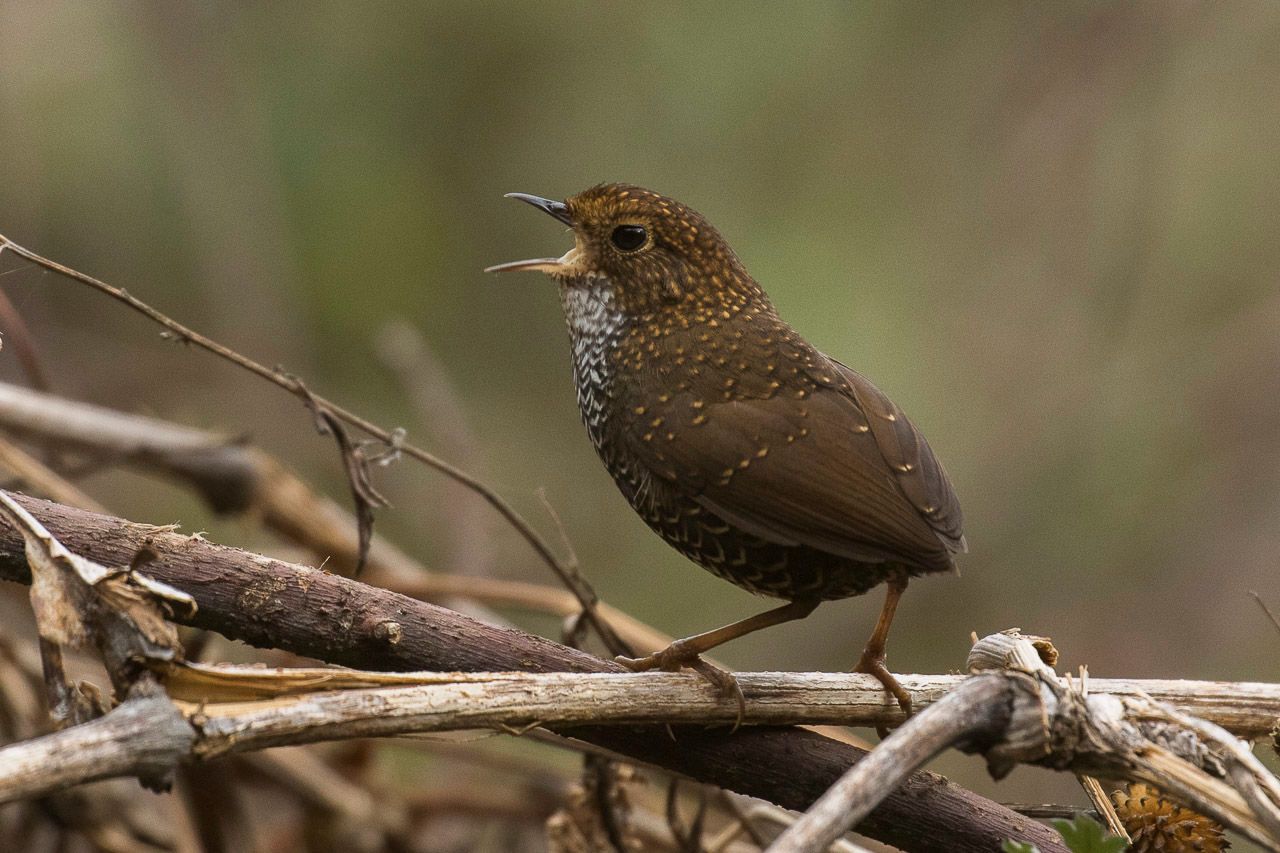 鳞胸鹪鹛
