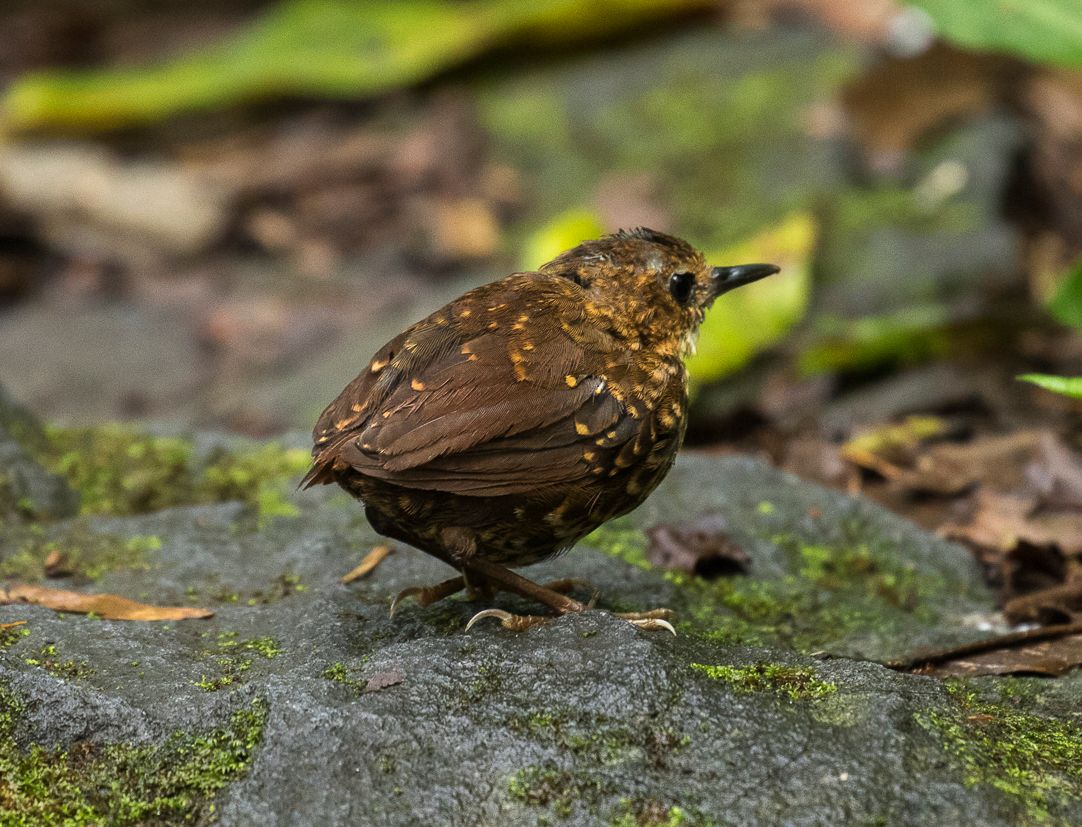 小鳞胸鹪鹛