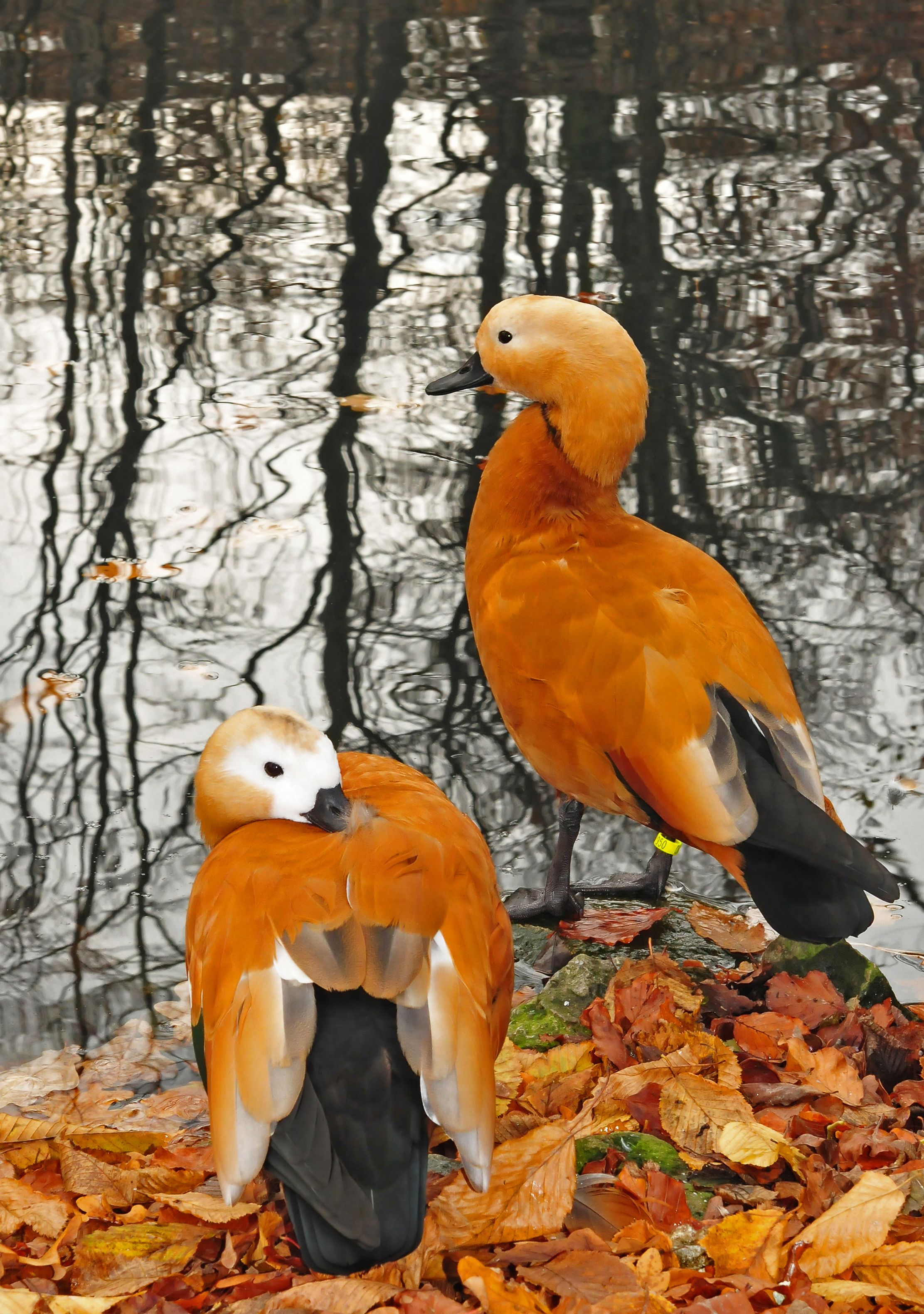赤麻鸭